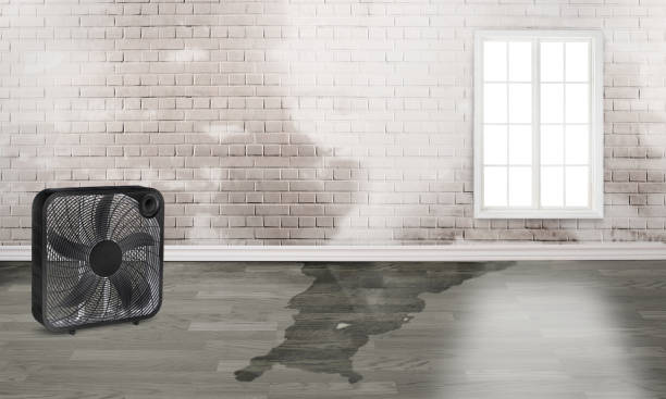 Best Mold removal after water damage  in Trappe, MD